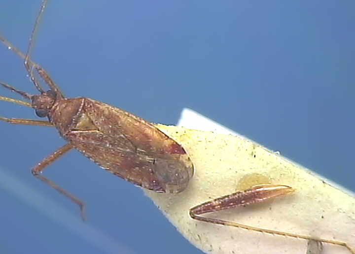 Phytocoris ulmi